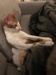 Cornish Rex