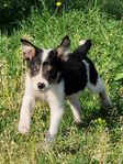 Border Collie Valpar