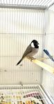 Bulbul