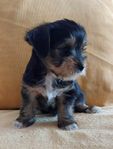 Yorkshireterrier / Biewer valp, hane 6 veckor.