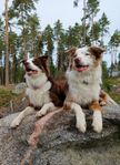 Border collie - hanar tillgängliga för avel!