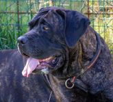 Cane Corso vuxen (säljes med bibehållen avelsrätt)