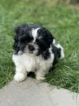 shih tzu/ lhasa apso