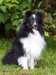 Shetland sheepdog tik