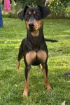 Pinscher (Mellanpinscher)