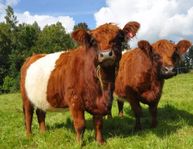 Belted Galloway