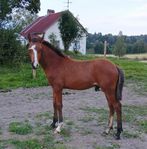 hingst föl Welsh partbred