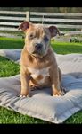 American bully valp- ABKC 