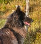 Belgisk vallhund 