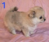 pomeranien/chihuahua ( pomchi )