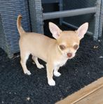 Chihuahua valpar SKK-reg