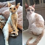 2 Devon Rex som vill flytta ihop