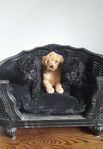 Cavapoo 