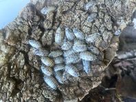 Porcellio laevis ’Dairy cow’ med tillbehör