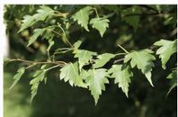 Fransbjörk, Betula Pendula Bircalensis