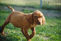 Ungersk Vizsla