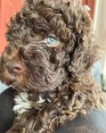 Lagotto Romagnolo 