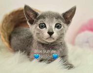 Russian Blue kattungar