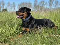 Rottweiler 