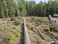 Bortskänkes gratis ved och stammar ifrån tall å gran skog