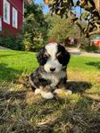 Tiny Bernedoodle 