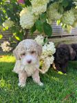 Multigeneration Labradoodle  Mini och Medium