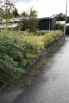 Häck Spirea 20 m