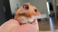 Guldhamster söker nyfamilj