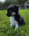 chihuahua /shih-tzu hanvalp