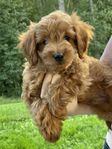 cavapoo valp