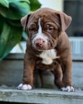 American Bully XL valpar