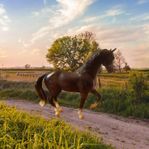 Breyer Classic Dark Bay Hanoverian #612