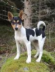 Rat terrier med stamtavla i SKK 