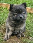 Pomeranian/Kleinspitz/Papillon 