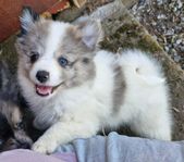 Pomeranian/Kleinspitz/Papillon 