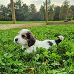 Petit basset griffon vendeen valpar