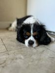 cavalier king charles 