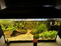 2 st akvarium (60l, 30l) juwel