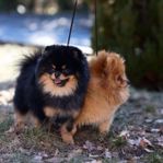 Pomeranian till avel