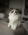 kattunge ragdoll