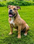 American Bully XL 