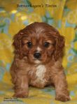 Cavalier king Charles spaniel SKK registrerad