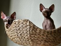 Devon Rex kattungar