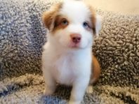 Australian shepherd valpar 