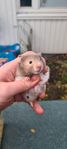 Guldhamster 