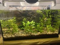 akvarium växter