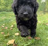 Labradoodle origin multigen 