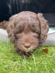 Labradoodle origin multigen 