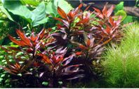 Akvarieväxt Ludwigia glandulosa 