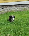 Chinese crested dog 